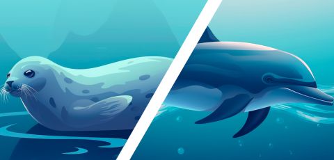 en säl och en delfin